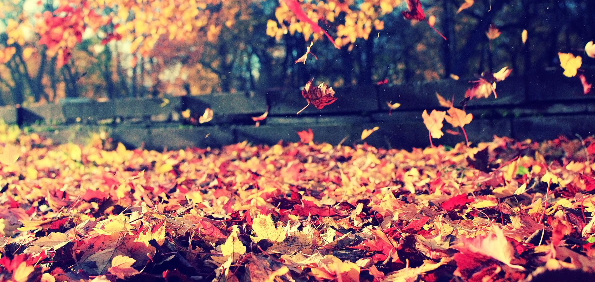Autumn 4